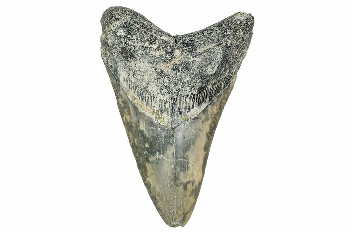 Bargain, Fossil Megalodon Tooth - Georgia #338802